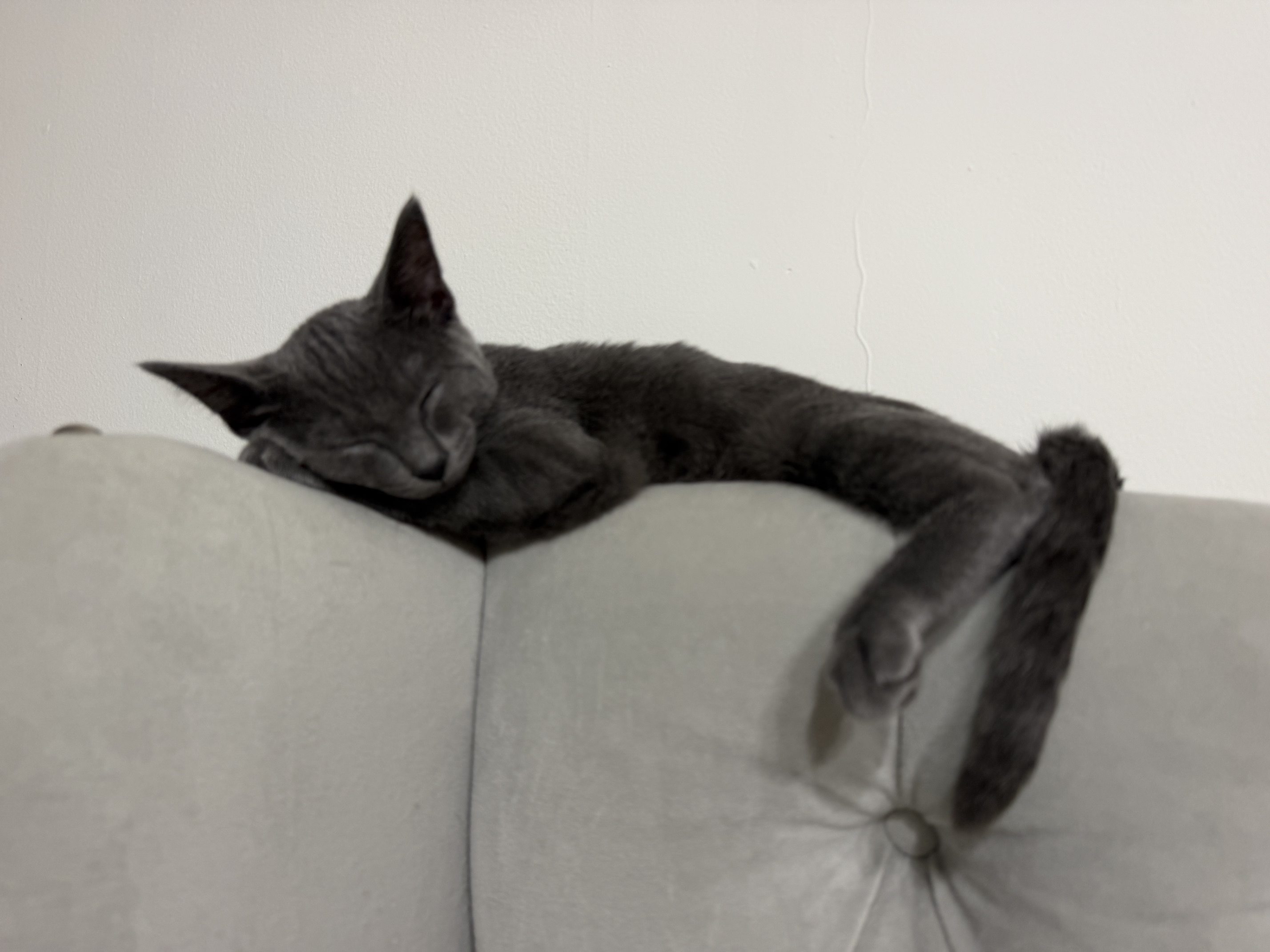 Little grey cat that inspires Madison Colors